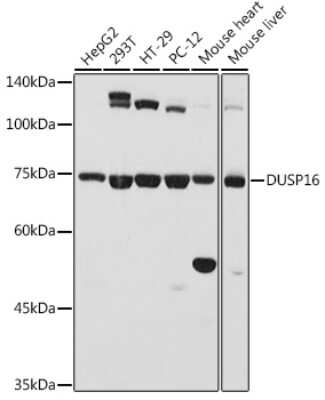 Western Blot: DUSP16 AntibodyBSA Free [NBP2-92694]